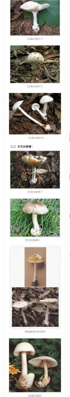 注意！別采別買別賣別吃野生蘑菇！又一起野生蘑菇致人中毒死亡事件