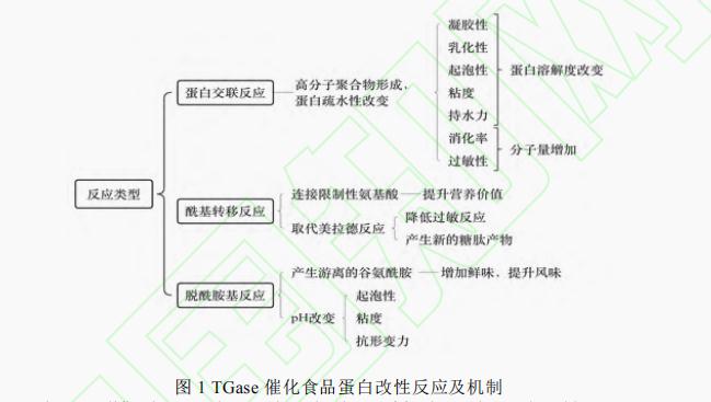 轉(zhuǎn)谷氨酰胺酶對(duì)食品蛋白特性的影響（一）
