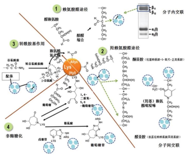 肌內(nèi)結(jié)締組織的組成、分布及生長(zhǎng)調(diào)控研究進(jìn)展（二）