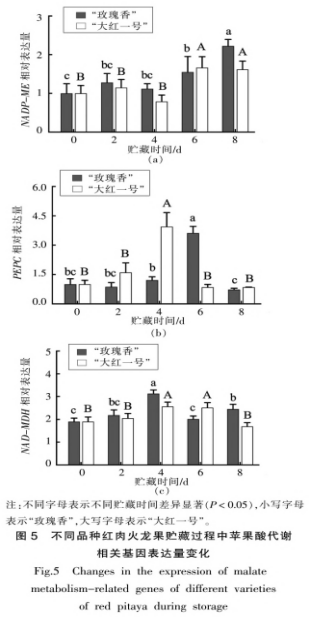 紅肉火龍果采后品質(zhì)劣變及蘋果酸代謝研究（三）