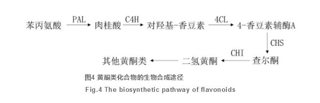 四逆散研究進展及質(zhì)量標(biāo)志物的預(yù)測分析（三）