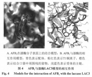 重組漆酶降解黃曲霉毒素B1分子對接分析及產(chǎn)物結(jié)構(gòu)解析（二）
