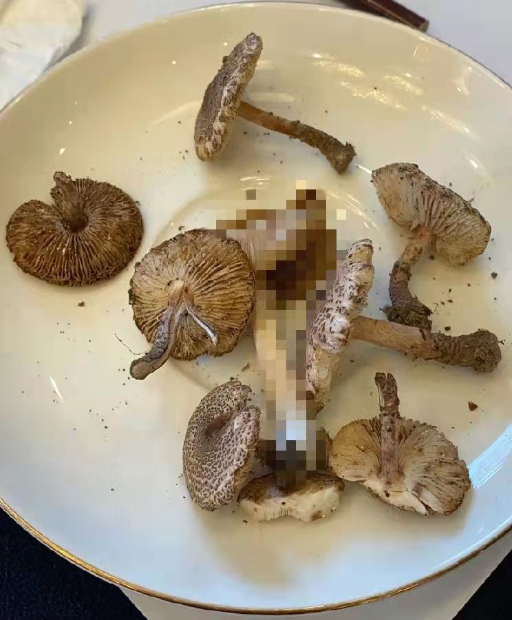國家食品安全評(píng)估中心關(guān)于預(yù)防肉褐鱗環(huán)柄菇中毒的風(fēng)險(xiǎn)提示