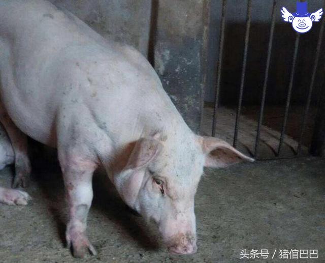 能顯著提高養(yǎng)豬效益的三種酶制劑，這錢花的值