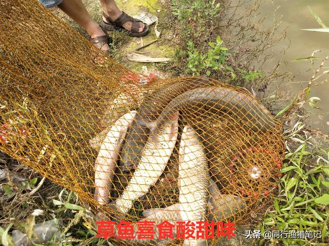 食品級果酸不應(yīng)被誤解，不但沒副作用而且在釣魚過程中應(yīng)用廣泛