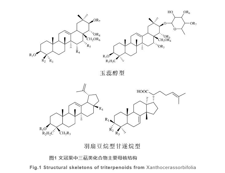 文冠果研究開發(fā)進(jìn)展（一）