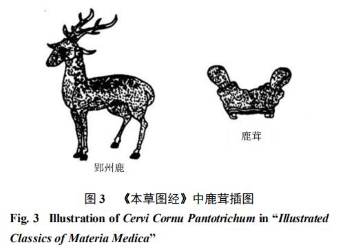基于中藥質(zhì)量標(biāo)志物（Q-Marker）的鹿茸質(zhì)量控制標(biāo)準(zhǔn)體系構(gòu)建 （三）