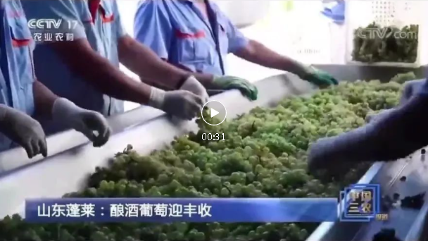 4天3上央視！國(guó)家級(jí)媒體頻頻聚焦蓬萊產(chǎn)區(qū)，報(bào)道中國(guó)盛唐·國(guó)賓酒莊葡萄基地釆收及壓榨場(chǎng)景