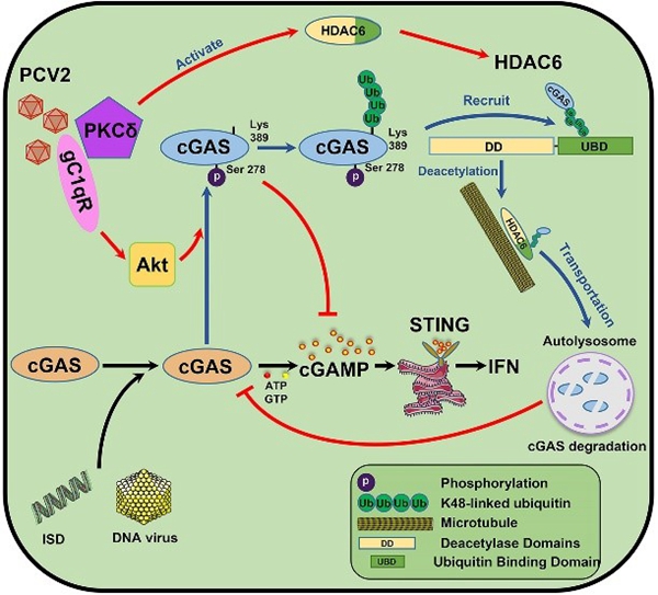 “動物重大疫病新型疫苗研發(fā)創(chuàng)新團(tuán)隊(duì)”在《PLOS Pathogens》上發(fā)表重要研究成果
