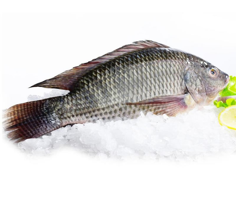 為什么羅非魚鱗酶解膠原蛋白肽口感苦？