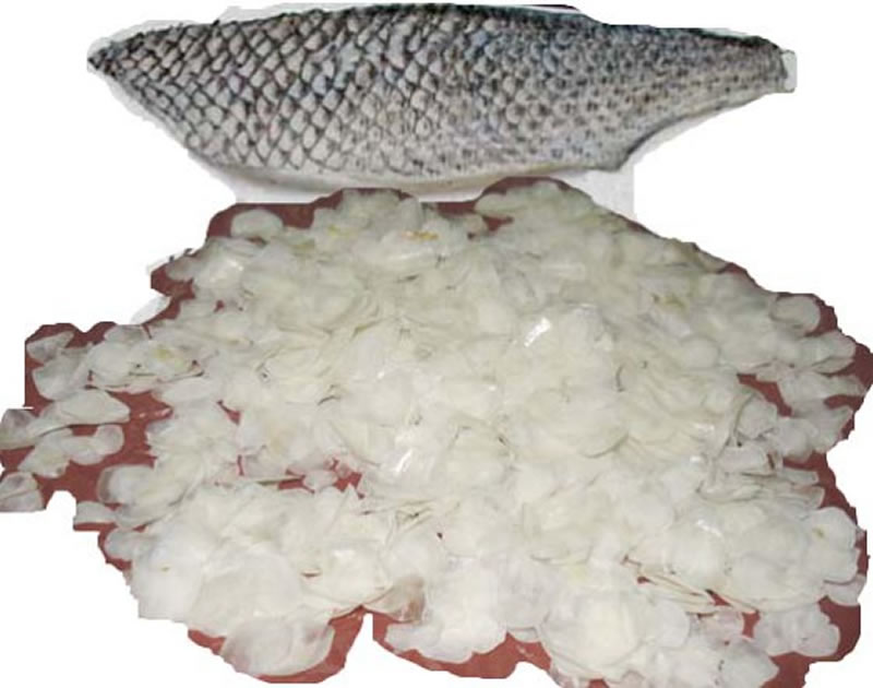堿性蛋白酶酶解羅非魚(yú)鱗膠原蛋白肽的添加成本是多少？
