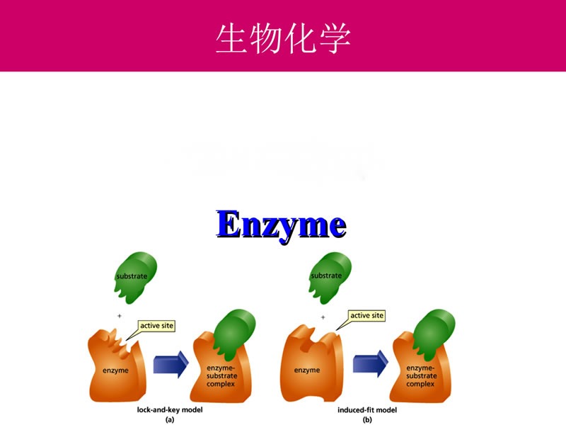 酶制劑在醫(yī)療器械清洗劑中的作用您了解多少？