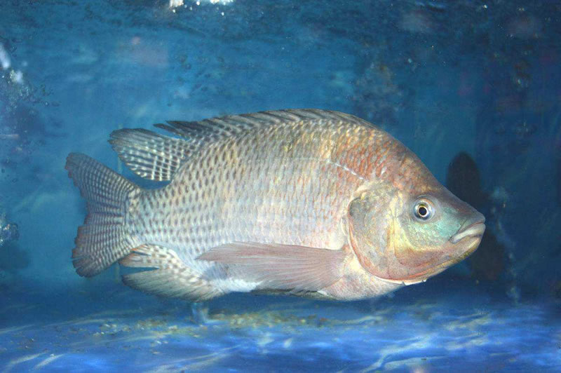 為什么木瓜蛋白酶酶解羅非魚(yú)皮膠原蛋白肽口感是苦的？