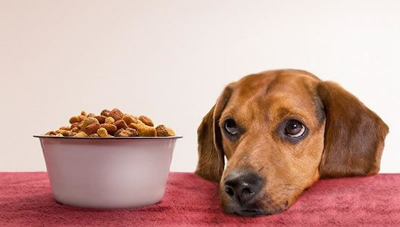 如何酶解雞肝粉提高寵物飼料誘食劑風(fēng)味？