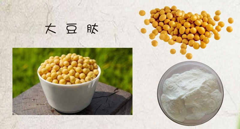 如何利用酶技術(shù)讓大豆蛋白水解制備生物活性肽？