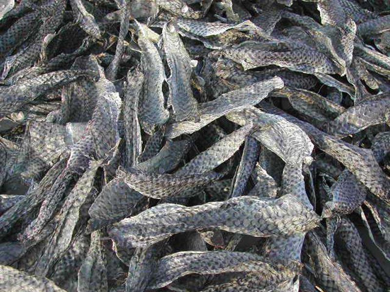 羅非魚皮酶解膠原蛋白肽和魚鱗提取的區(qū)別是什么？