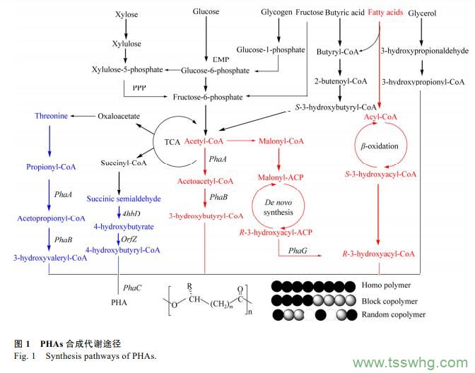 阿魏酸及其衍生物在食品添加劑領域研究進展（一）