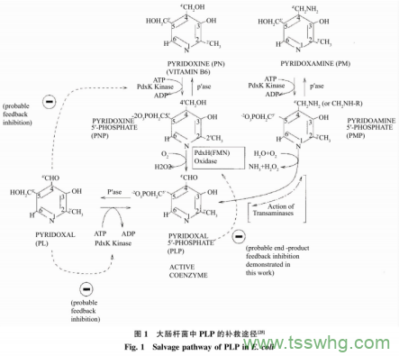 谷氨酸脫羧酶在枯草芽孢桿菌中的表達及應(yīng)用（一）